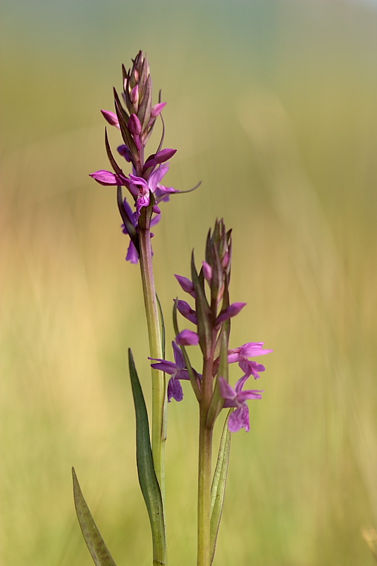 Dactylorhiza traunsteieneri